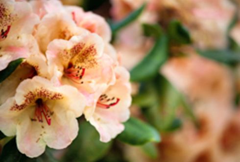 Wissen und Pflege: Der Rhododendron