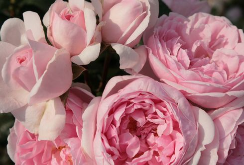 Acht Schritte zu schönen Rosen