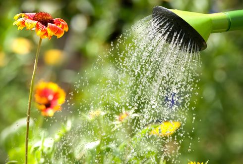 7 Hitzeschutztipps für Pflanzen