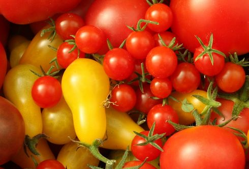 Die bunte Vielfalt der Tomatenwelt