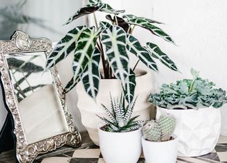 elegantes Pflanzen-Arrangement