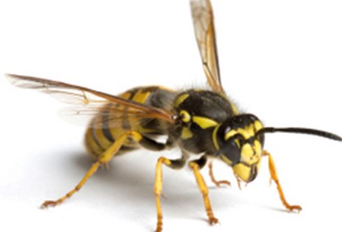 Wespen bekämpfen mit einfachen Tricks