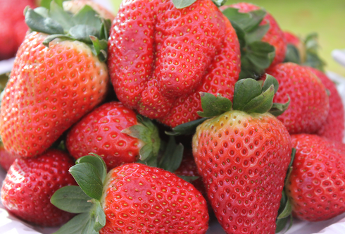 Erdbeere – Königin der Früchte