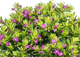 Japanische Myrthe ‘Flory Glory’ (Cuphea hyssopifolia)