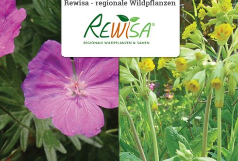 Rewisa regionale Wildpflanzen