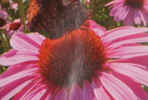 Die Sommerblumenaussaat – in drei Schritten zur Blüte