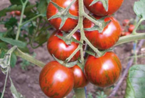 Anti-Aging Tomaten