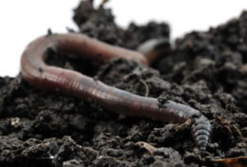Regenwürmer - Recycling im Gartenboden