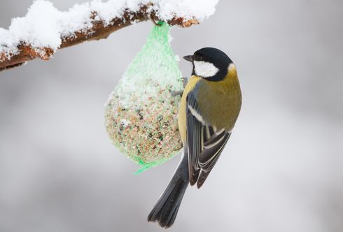 Winterspaß Vogelfütterung: Gefiederte Gäste lieben die Vielfalt