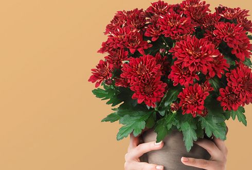Chrysantheme – Blume der Kaiserin