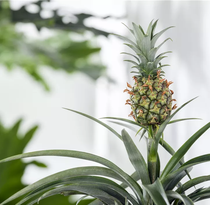 Zierananas Lasst Ananas Hangen