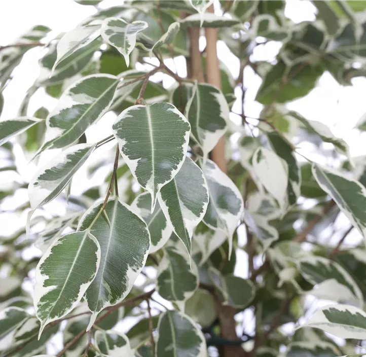 Ficus benjamina Twilight, BirkenFeige 'Twilight' Bellaflora