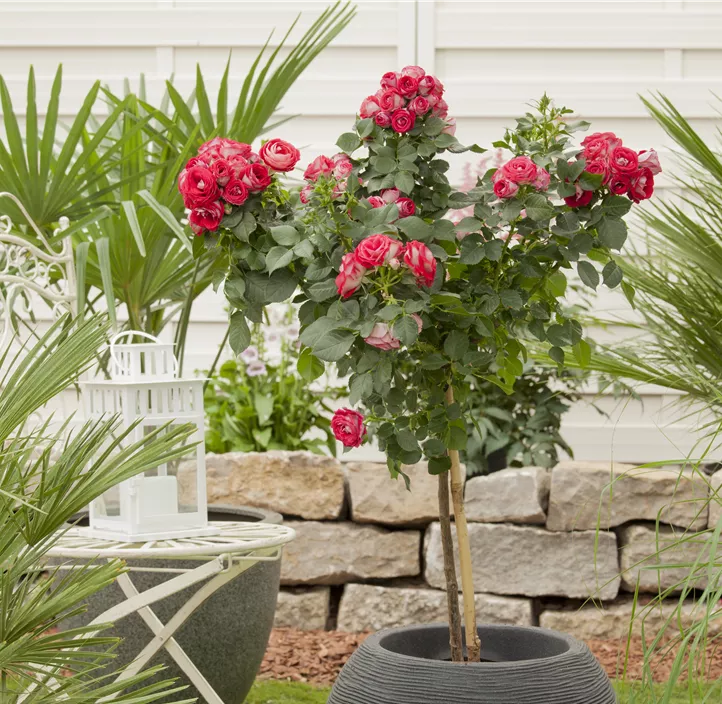 Wertvolle Stammrose, Rosenstämmchen Bellaflora