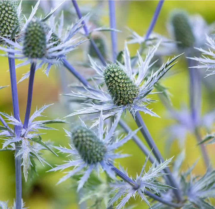 Eryngium Magical Blue Lagoon, ElfenbeinMannstreu Bellaflora