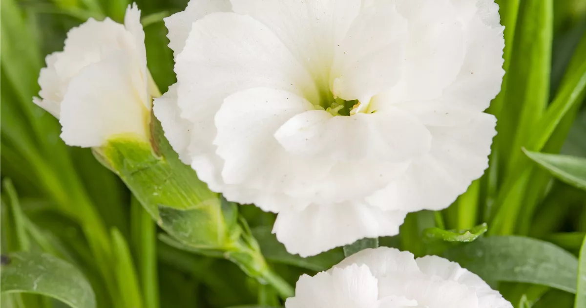 Dianthus Devon Cottage Dove, Nelke 'Devon Cottage Devon Dove'(s