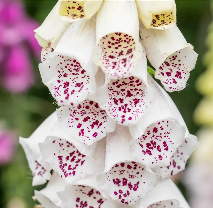 Blumixx Fingerhut ‚Alba‘ – Weißer Garten-Fingerhut, Winterharte Staude Für Halbschattige Beete