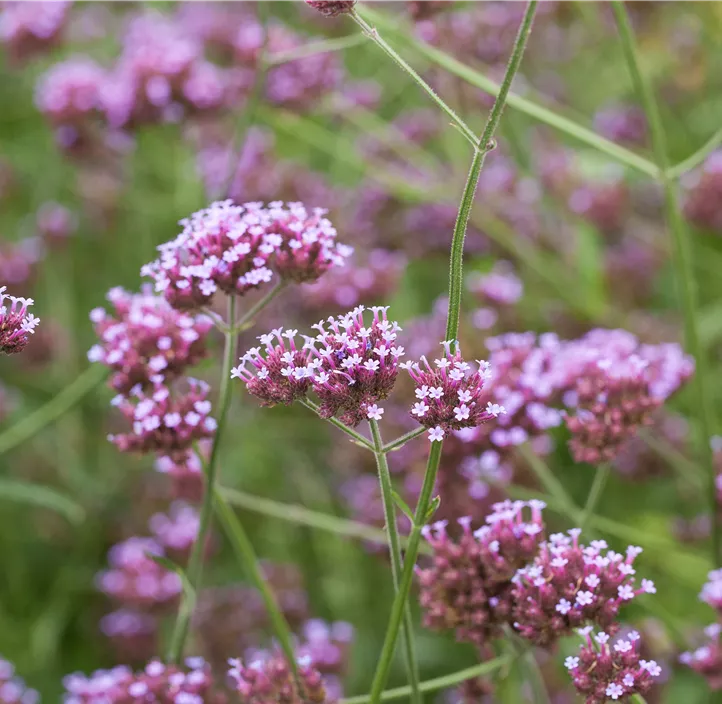 Elegantes Eisenkraut Verbena Bonariensis Fotos