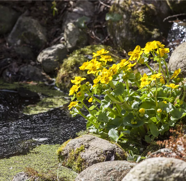 Caltha palustris, SumpfDotterblume Bellaflora
