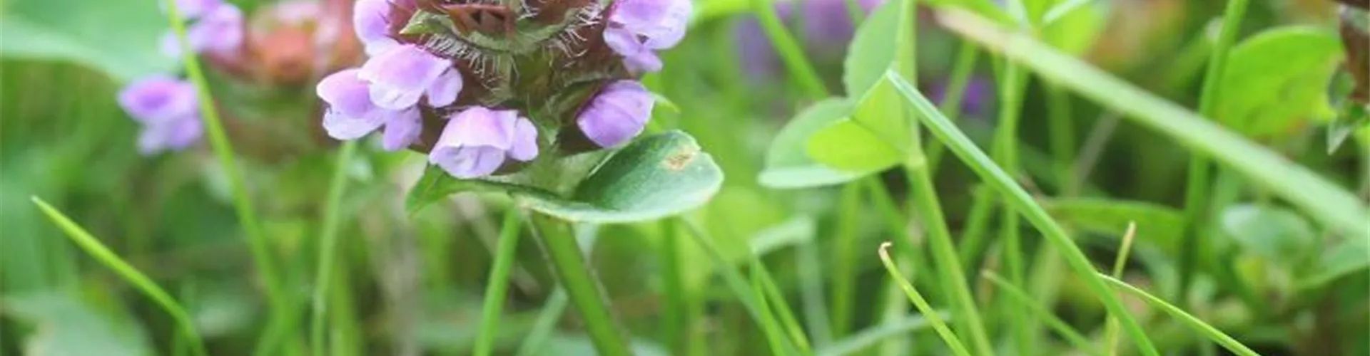 Unkräuter & Zeigerpflanzen Bellaflora