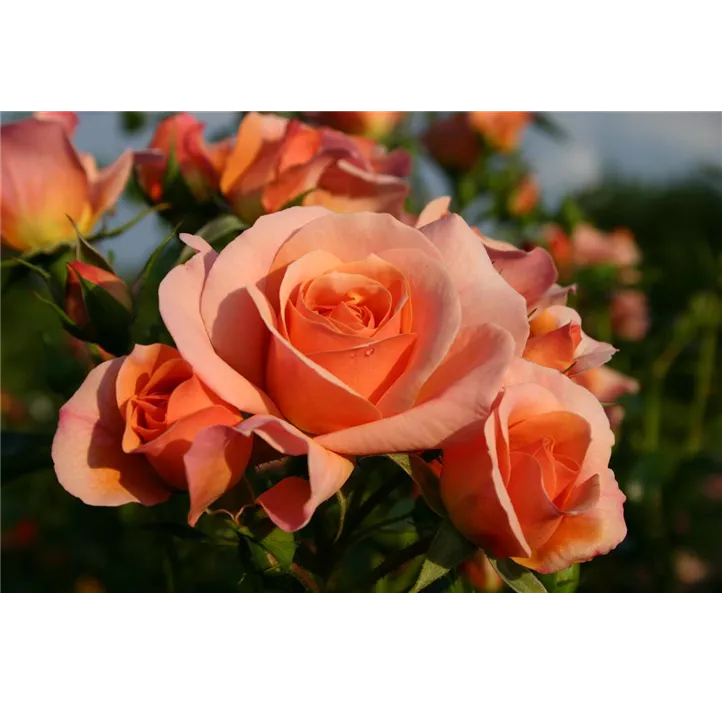 Bodendeckerrose Aprikola Im 4L Topf - Aprikosenfarbige Kordes-Rose 70cm