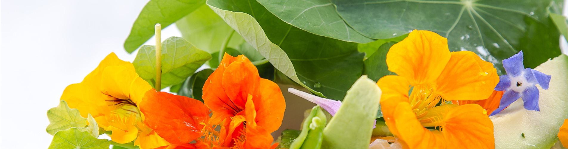 Sommerblütensalat mit Kapuzinerkresse Sommerblütensalat mit Kapuzinerkresse
