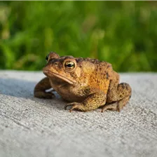Fledermaus, Kroete und Co
