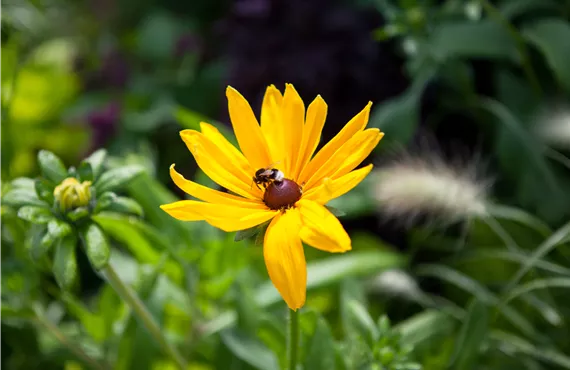Blüte mit Hummel Blüte mit Hummel