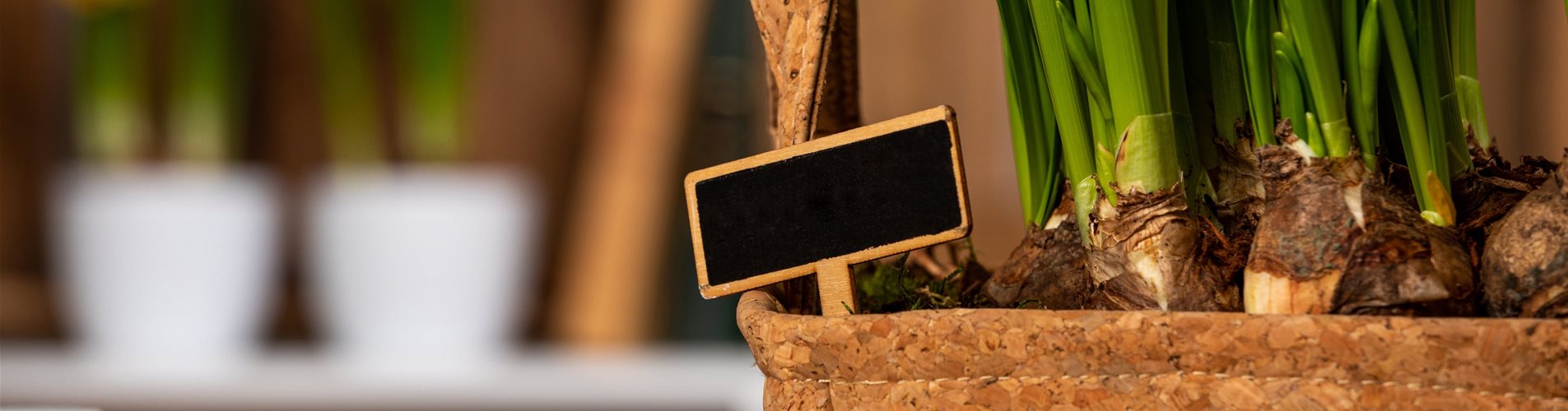 Dekoration mit Osterglocken