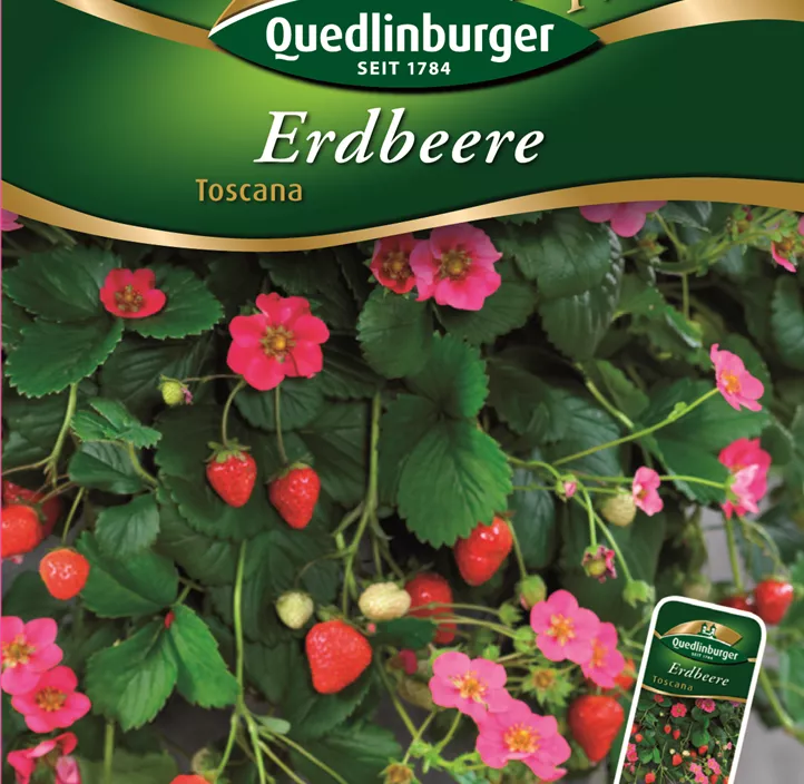 Erdbeere Toscana