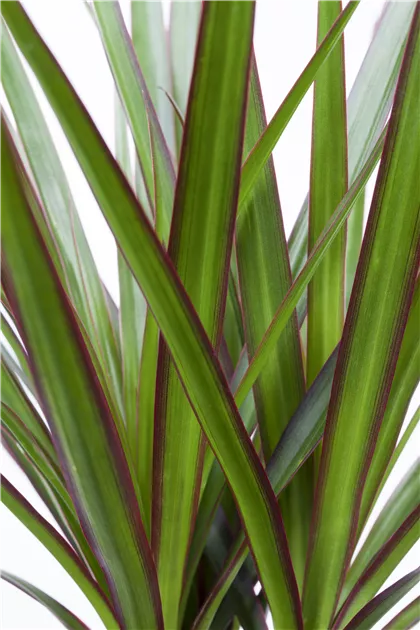 der drachenbaum Buy dragon tree Dracaena in horticultural quality