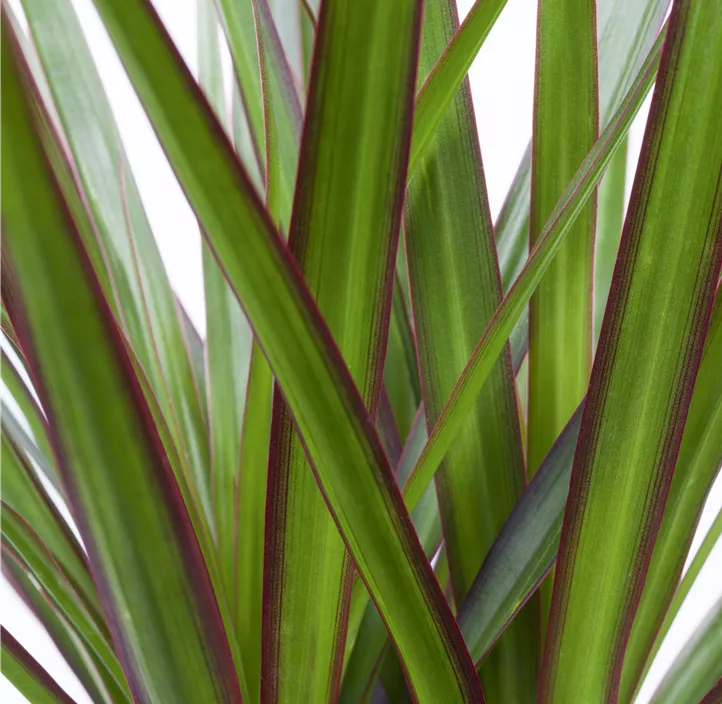 Dracaena