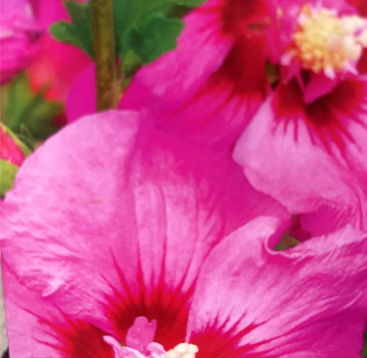 Garteneibisch 'Tahiti'®