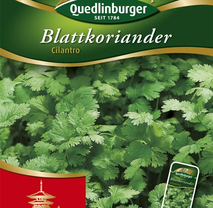 Blattkoriander Cilantro Blattkoriander Cilantro