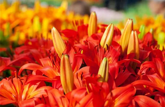 Goldtaler Lilium 'Orange Matrix'