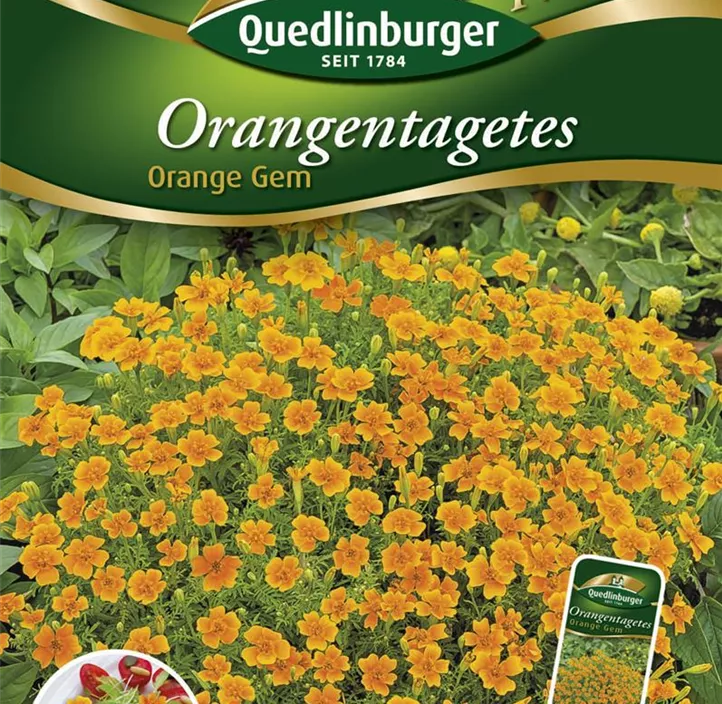 Orangentagetes Orange Gem Orangentagetes Orange Gem