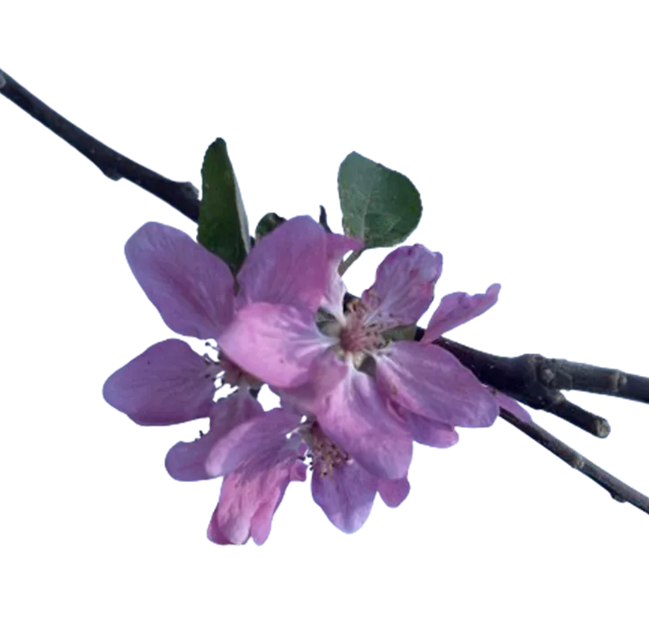 Apfel 'Roter Mond' Apfel 'Roter Mond'