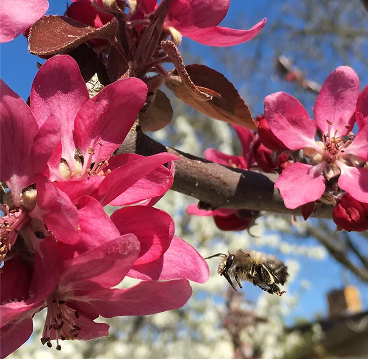 Apfel 'Roter Mond' Apfel 'Roter Mond'