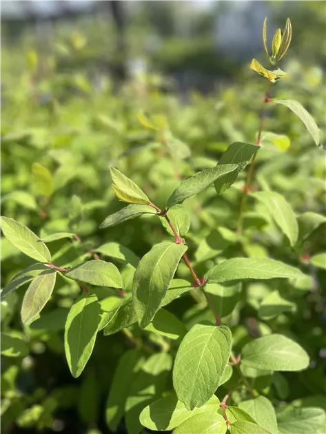 Lonicera kamtschatica Altaj, Blaue Heckenkirsche 'Altaj' - Bellaflora