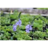 bellaflora Gartencenter GmbH