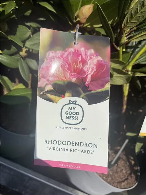 Rhododendron Hybride Virginia Richards, Rhododendron-Hybride 'Virginia  Richards' - Bellaflora