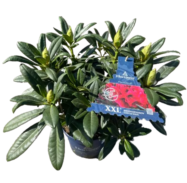 Rhododendron 'Red Devil'®