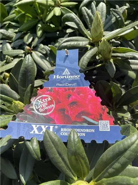Rhododendron Red Devil, Rhododendron 'Red Devil' - Bellaflora