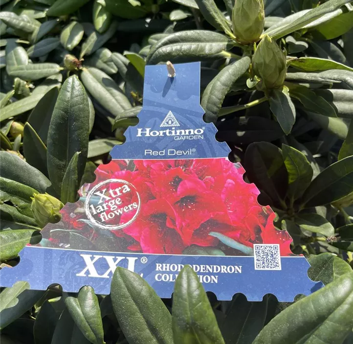 Rhododendron 'Red Devil'®