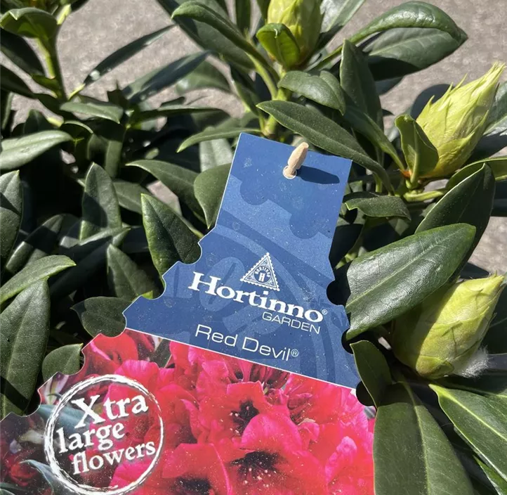 Rhododendron 'Red Devil'® Rhododendron 'Red Devil'®