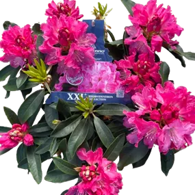 Rhododendron XXL