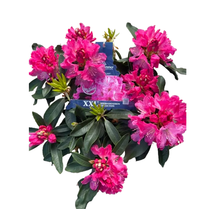 Rhododendron 'XXL'