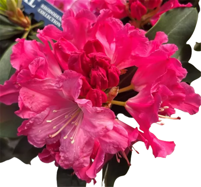Rhododendron XXL, Rhododendron 'XXL' - Bellaflora