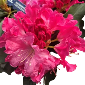 Rhododendron XXL