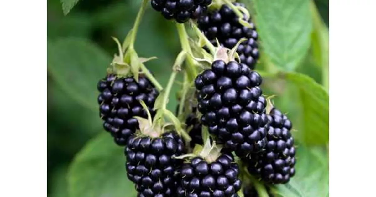 Rubus fruticosus Black Satin, Brombeere 'Black Satin' Bellaflora