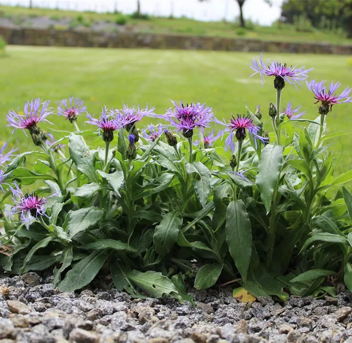 Wiesen-Flockenblume